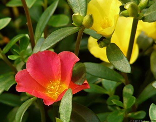 40g Sun Flower verdolaga es una herbÃ¡cea de flores Semillas